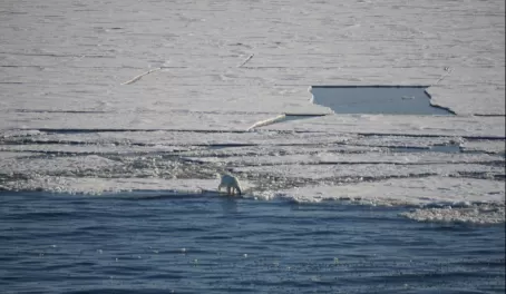 A lone polar bear hunting along thin and breaking sea ice in Svalbard.