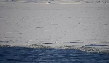 A lone polar bear hunting amongst thin and breaking sea ice in Svalbard.