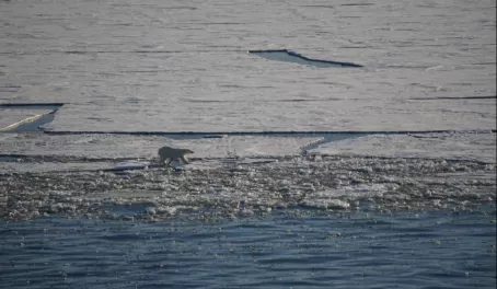 A lone polar bear hunting in thin and breaking sea ice in Svalbard.