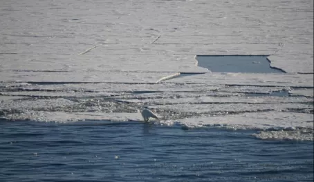 A lone polar bear hunting in thin and breaking sea ice in Svalbard.