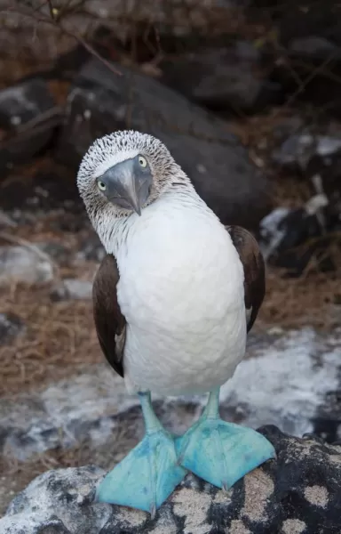 Curious blue footed booby