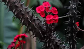 Quito botanical garden