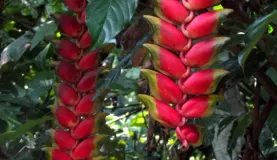 tropical blossom, related to banana trees
