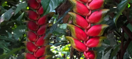 tropical blossom, related to banana trees