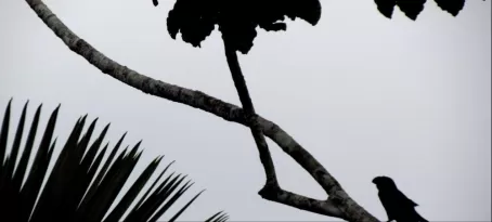 smoothe billed ani in silhouette
