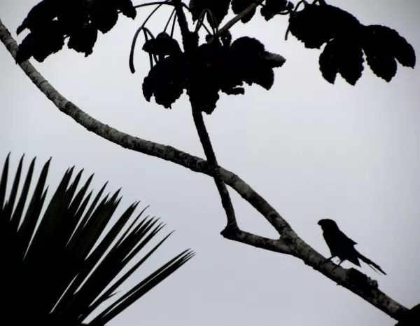 smoothe billed ani in silhouette