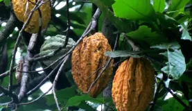 cacao fruit in the Amazon jungle