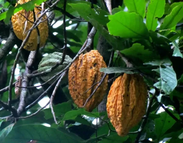 cacao fruit in the Amazon jungle