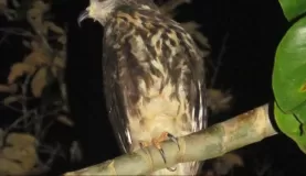Snail kite on our night canoe trip