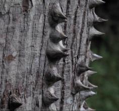 formidable tree bark