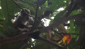 squirrel monkey foraging