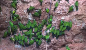 parrot clay lick Yasuni National Park