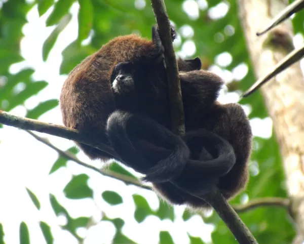 entwined tamarins