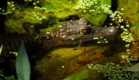 Caiman under the lodge