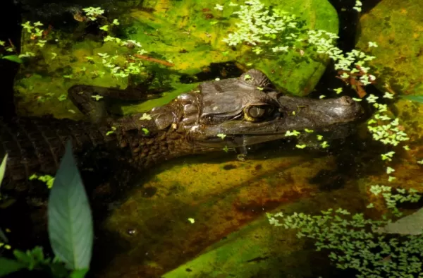 Caiman under the lodge