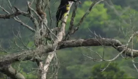 Many-banded aricari