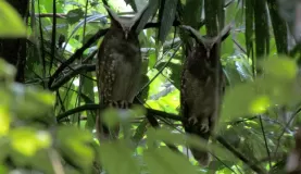 crested owls
