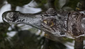 caiman portrait