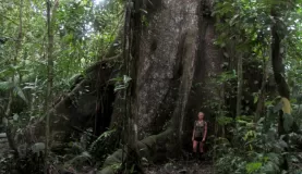 Base of a giant kapok tree