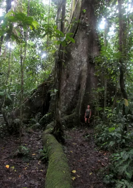 Base of a giant kapok tree