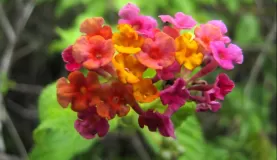 Lantana flowers in the Galapagos