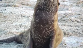 sleepy sea lion pup