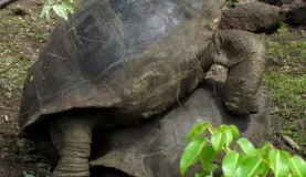 mating tortoises at San Cristobal tortoise preserve