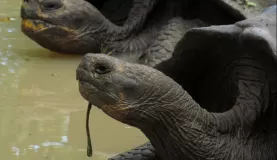 giant tortoises in mud wallow