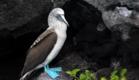 blue-footed booby, Isla Lobos