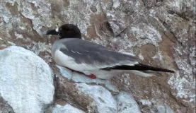 swallow-tail gull