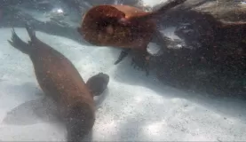 snorkeling with sea lions