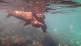 cavorting sea lions