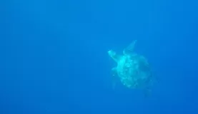 sea turtle, Kicker Rock