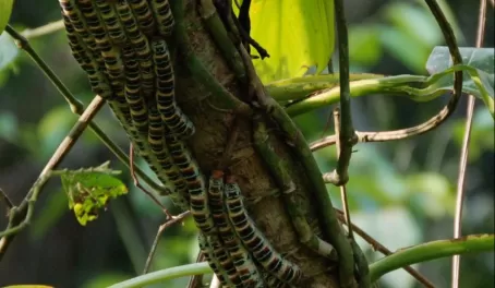 Caterpillars in Bocawina Mayflower