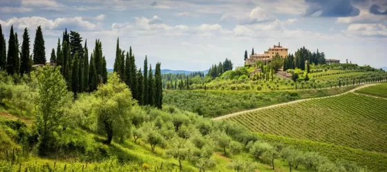 The Chianti Hills famous vineyards