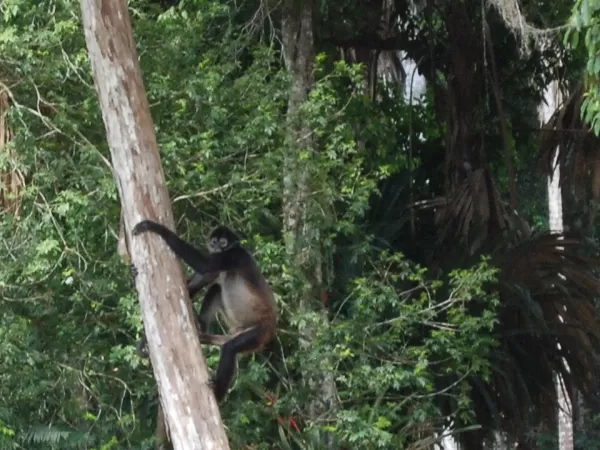 Spider Monkey in Tikal