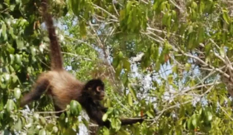 Spider Monkey hanging by the tail in Tikal