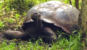 tortoise lunch