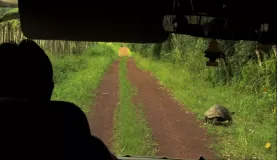 SLOW...tortoise crossing
