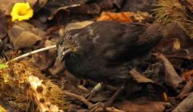 cactus ground finch