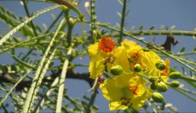 Parkinsonia