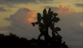 Opuntia at sunset, Isabela