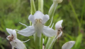 Galapagos orchid