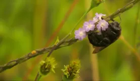 Galapagos carpenter bee on Brazilian tea