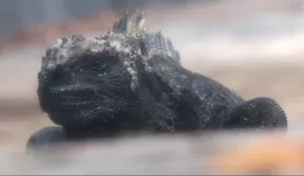 marine iguana on the sidewalk