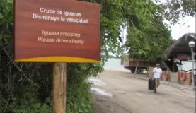 iguana crossing