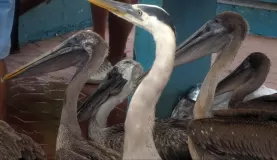 expectant beaks