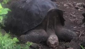 The late Lonesome George in repose