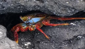 crab crevice