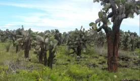 Opuntia forest, Tortuga Bay